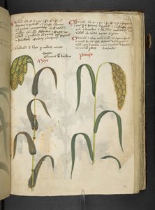 Añadir MS 41623 f.117r "A herbal", Belluno (tinta y color sobre vitela) de Italian School