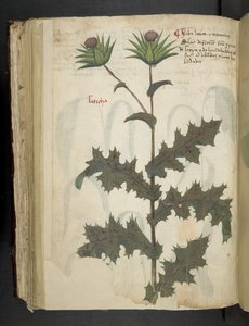 Añadir MS 41623 f.117v Cardo "A base de hierbas", Belluno (tinta y color sobre vitela) de Italian School