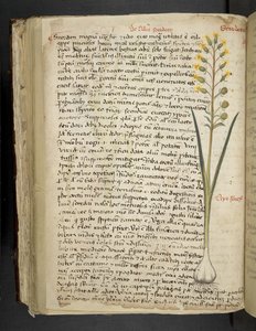 Añadir MS 41623 f.119v "A herbal", Belluno (tinta y color sobre vitela) de Italian School