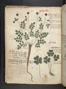 Añadir MS 41623 f.14v A herbal, Belluno (tinta y color sobre vitela) de Italian School