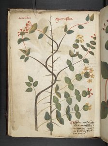 Añadir MS 41623 f.15v A herbal, Belluno (tinta y color sobre vitela) de Italian School