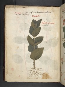 Añadir MS 41623 f.16v A herbal, Belluno (tinta y color sobre vitela) de Italian School