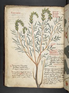 Añadir MS 41623 f.18v A herbal, Belluno (tinta y color sobre vitela) de Italian School