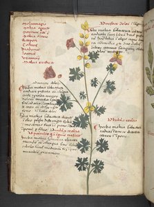 Añadir MS 41623 f.19v A herbal, Belluno (tinta y color sobre vitela) de Italian School