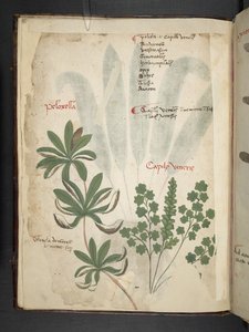 Añadir MS 41623 f.1v A de hierbas, Belluno (tinta y color sobre vitela) de Italian School
