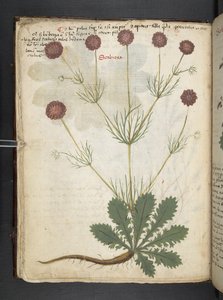 Añadir MS 41623 f.26v A herbal, Belluno (tinta y color sobre vitela) de Italian School