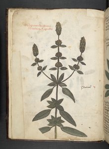 Añadir MS 41623 f.2v A de hierbas, Belluno (tinta y color sobre vitela)