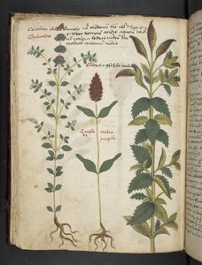 Añadir MS 41623 f.30v "A herbal", Belluno (tinta y color sobre vitela) de Italian School