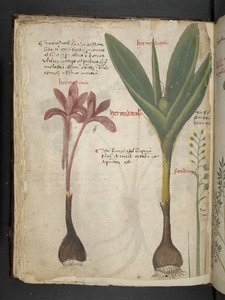 Añadir MS 41623 f.34v "A herbal", Belluno (tinta y color sobre vitela) de Italian School
