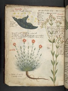 Añadir MS 41623 f.38v "A herbal", Belluno (tinta y color sobre vitela) de Italian School