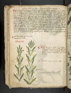 Añadir MS 41623 f.39v "A herbal", Belluno (tinta y color sobre vitela) de Italian School