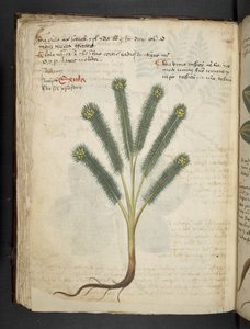 Añadir MS 41623 f.39v "A herbal", Belluno (tinta y color sobre vitela) de Italian School