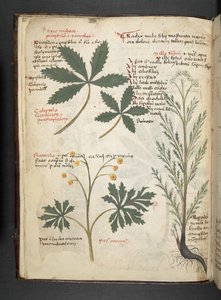 Añadir MS 41623 f.3v A hierba, Belluno (tinta y color sobre vitela) de Italian School