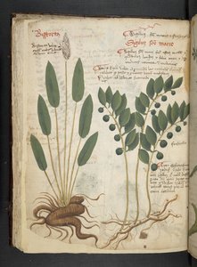Añadir MS 41623 f.42v "A herbal", Belluno (tinta y color sobre vitela) de Italian School