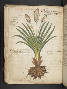 Añadir MS 41623 f.50v "A herbal", Belluno (tinta y color sobre vitela) de Italian School