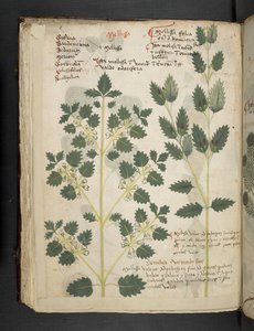 Añadir MS 41623 f.52v "A herbal", Belluno (tinta y color sobre vitela) de Italian School