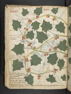 Añadir MS 41623 f.53v "A herbal", Belluno (tinta y color sobre vitela) de Italian School