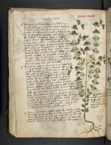 Añadir MS 41623 f.54v "A herbal", Belluno (tinta y color sobre vitela) de Italian School