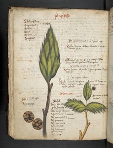 Añadir MS 41623 f.62v "A herbal", Belluno (tinta y color sobre vitela) de Italian School