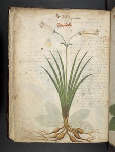 Añadir MS 41623 f.64v "A herbal", Belluno (tinta y color sobre vitela) de Italian School