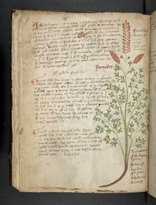 Añadir MS 41623 f.65v "A herbal", Belluno (tinta y color sobre vitela) de Italian School