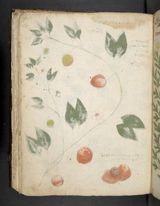 Añadir MS 41623 f.70v "A herbal", Belluno (tinta y color sobre vitela) de Italian School