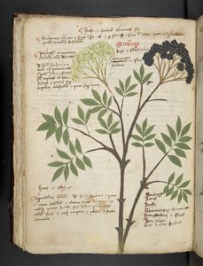 Añadir MS 41623 f.72v "A herbal", Belluno (tinta y color sobre vitela) de Italian School