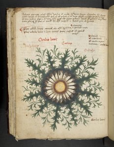 Añadir MS 41623 f.97v Carlina, de "A herbal", Belluno (tinta y color sobre vitela)