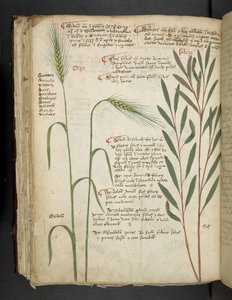 Añadir MS 41623 f.98v Orzo, de "A herbal", Belluno (tinta y color sobre vitela) de Italian School
