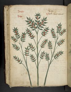 Añadir MS 41623 f.99v "A herbal", Belluno (tinta y color sobre vitela) de Italian School