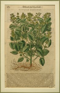 Albahaca, una lámina botánica del Discorsi por Pietro Andrea Mattioli (1501-77) publicada en Venecia, 1570 de Italian School