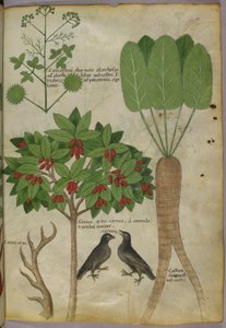 Ilustración botánica de plantas y pájaros, c. 1440 (tinta y color sobre papel)