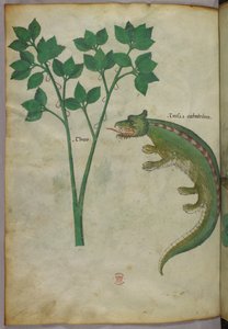 Ilustración botánica y animal de una planta y un cocodrilo, c.1440 (tinta y color sobre vitela)