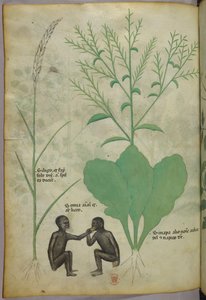 Ilustración botánica y animal de una planta y dos monos, c.1440 (tinta y color sobre vitela) de Italian School