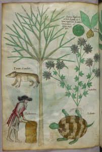 Ilustración botánica y animal de plantas, una tortuga, un hombre y otro animal, c.1440 (tinta y color sobre vitela) de Italian School