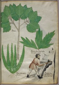 Ilustración botánica de un hombre con un hacha rompiendo roca para extraer alumbre, c.1440 (tinta y color sobre vitela) de Italian School