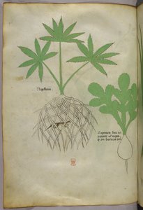 Ilustración botánica, c.1440 (tinta y color sobre vitela)