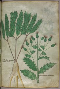Ilustración botánica, c.1440 (tinta y color sobre vitela) de Italian School