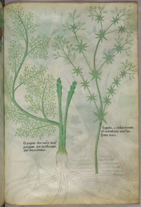 Ilustración botánica, c.1440 (tinta y color sobre vitela) de Italian School
