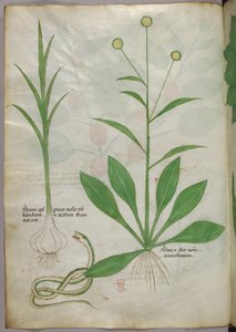Ilustración botánica, c.1440 (tinta y color sobre vitela) de Italian School