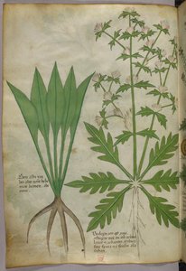 Ilustración botánica, c.1440 (tinta y color sobre vitela) de Italian School