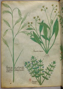 Ilustración botánica, c.1440 (tinta y color sobre vitela) de Italian School