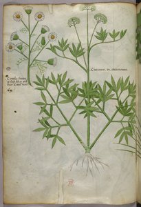 Ilustración botánica, c.1440 (tinta y color sobre vitela)