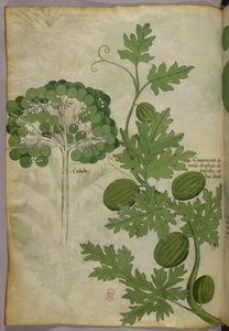 Ilustración botánica, c.1440 (tinta y color sobre vitela) de Italian School