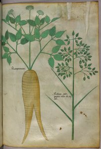 Ilustración botánica, c.1440 (tinta y color sobre vitela)
