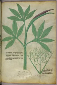 Ilustración botánica, c.1440 (tinta y color sobre vitela) de Italian School