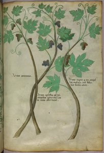 Ilustración botánica, c.1440 (tinta y color sobre vitela)