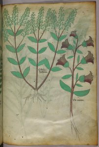 Ilustración botánica, c.1440 (tinta y color sobre vitela) de Italian School