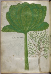 Ilustración botánica, c.1440 (tinta y color sobre vitela)