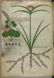 Ilustración botánica, c.1440 (tinta y color sobre vitela) de Italian School